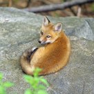 Young Fox Awoken from Deep Sleep